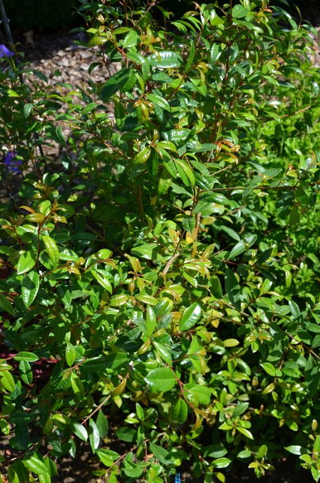 Eugenia uniflora